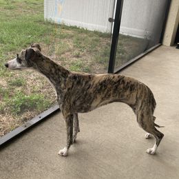 Whippet All Grown Up from Beloved Whippets