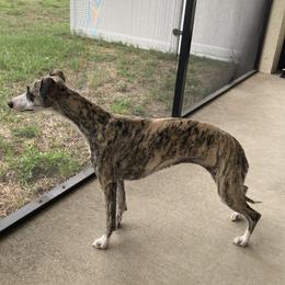 Whippet All Grown Up from Beloved Whippets