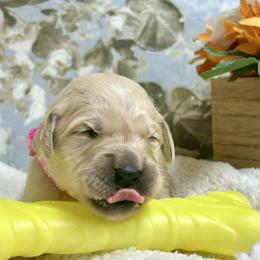 Meadow - Light golden female Golden Retriever puppy in Doniphan, Missouri from Stockford’s Golden Retrievers