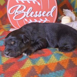 Black Tri Female 1 - Black tri-color female Australian Shepherd puppy in Crossville, Alabama from Bluff View Aussies
