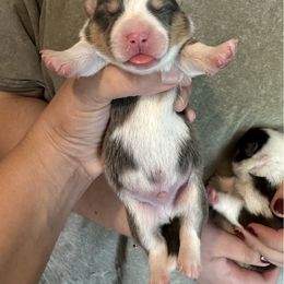 Blue boy 1 - Blue male Pembroke Welsh Corgi puppy in Clinton, Tennessee from High Hopes Farm
