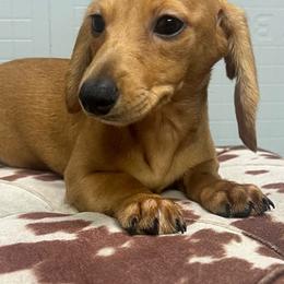 Jax - Red male Dachshund puppy in Oklahoma from Rockin’ S Kennel
