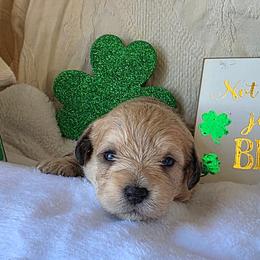 Phoebe ( burgundy ) - Merle female Schnoodle puppy in Novinger, Missouri from Stormi Sky Schnoodles