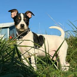 Jasper - Black white and tan male Rat Terrier puppy in Molalla, Oregon from The Puppy Patch Rat Terriers