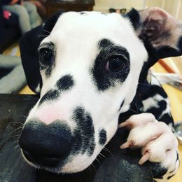 Dalmatians from Anna's Dalmations