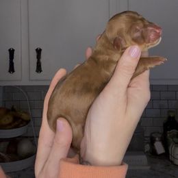 Liberty - Dapple female Dachshund puppy in Brandon, Florida from Knights Dachshunds