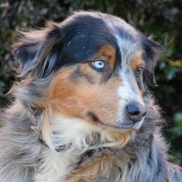 Natty - Miniature Australian Shepherd