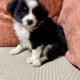 Freddie - Black tri-color male Australian Shepherd puppy in Hogansville, Georgia from Blue Creek Farm
