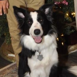 Border Collies from Julio's Border Collies