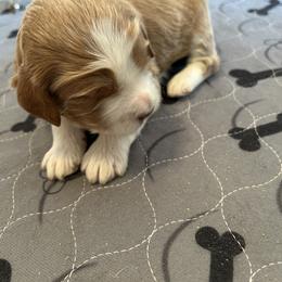 Purple collar - Red female Bernedoodle puppy in Cody, Wyoming from Yellowstone Breeders