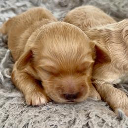 Josephine - Apricot female Goldendoodle puppy in Pensacola, Florida from Goldendoodles Love You in Pensacola Friend Edition
