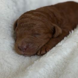 Purple - Red  female Goldendoodle puppy in Spring, Texas from The Doodle Den