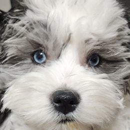 Aussiedoodles, Bernedoodles, Cockapoos, and Schnoodles from Perry's doodles