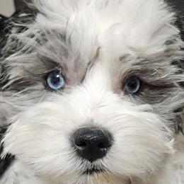 Aussiedoodles, Bernedoodles, Cockapoos, and Schnoodles from Perry's doodles