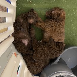 Cockapoo Puppies from Raisingcockapoos