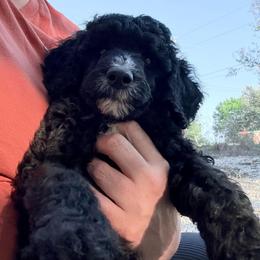 Barley - Black male Poodle puppy in Spring Branch, Texas from Mezzo Poodles