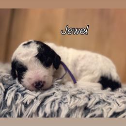 Girl 4 - Black and white female Sheepadoodle puppy in Danville, Indiana from Marley’s Doodle Ranch