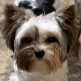 Biewer Terriers, Morkies, and Yorkshire Terriers from Kimora’s Kreation’s Kennel