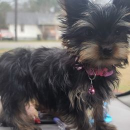 Poodle, Shih Tzu, and Yorkshire Terrier Puppies from Adorable Puppy Paws