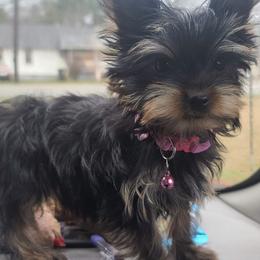 Poodle, Shih Tzu, and Yorkshire Terrier Puppies from Adorable Puppy Paws