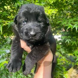Chunky Monkey - Black male German Shepherd puppy in Oakland, Oregon from VHM German Shepherds