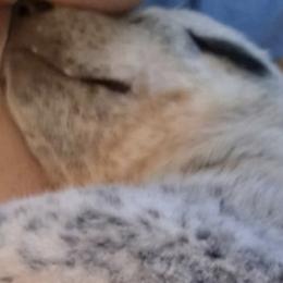 Australian Cattle Dogs and Cardigan Welsh Corgis from Shinra Cardigans and Teyvat ACDs