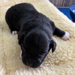 Gunnar - Black & white male Miniature Australian Shepherd puppy in Geary, Oklahoma from Helm Farms Aussies