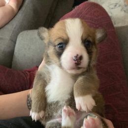American Corgi and Pembroke Welsh Corgi Puppies from Chaotic Corgi’s