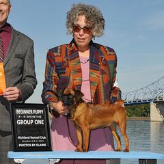 Waffle - Brussels Griffon