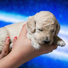 Orion - White male Poodle puppy in Pleasant Grove, Utah from Out of This World Poodles
