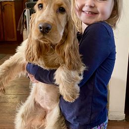 English Cocker Spaniel Puppies from Nonnies Cockers