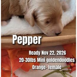 Pepper - Orange Collar - Apricot female Goldendoodle puppy in Fort Worth, Texas from Stacy Warwick