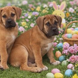 Male - Fawn male Boerboel puppy in Flemingsburg, Kentucky from Aussgardian Boerboels