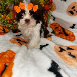 Pooh - Liver and white female Shih Tzu puppy in Azusa, California from RJ Shih Tzu lover