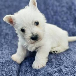 William- Green Collar - White male West Highland White Terrier puppy in Toronto, Ohio from Shekinah’s Mi-Kis & Cricket Hill’s Westies