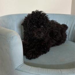 Suger - Black female Poodle puppy in Apex, North Carolina from Happy puppies