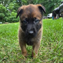 Sneezy - Fawn male Belgian Malinois puppy in Signal Mountain, Tennessee from Torgun Police Dogs