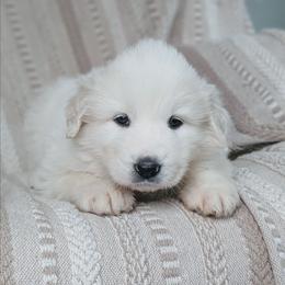 Girl 2 Purple - White female Great Pyrenees puppy in Yakima, Washington from Naches Heights Ranch