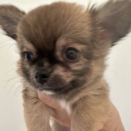 Toby - Red male Chihuahua puppy in El Sobrante, California from Dolce Coco Chihuahuas