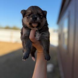Candy - Orange sable female Pomeranian puppy in Nashville, Arkansas from Cuddles n Curls