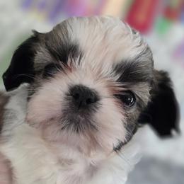 Runa - Gold and white female Shih Tzu puppy in Lebanon, New Jersey from Olive's Grove