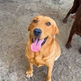Tessa - Labrador Retriever