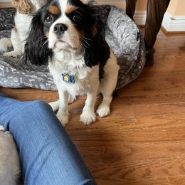 Cavalier King Charles Spaniel All Grown Up from Baker Family Cavalier King Charles Spaniels