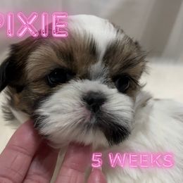 Girl 1 - Silver gold and white female Shih Tzu puppy in Hayden, Idaho from Phoenix Shih Tzu