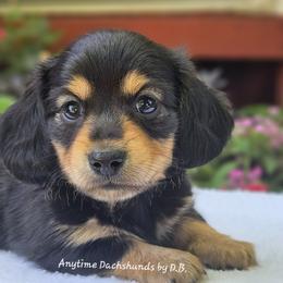 Charlie - Black and tan male Dachshund puppy in Ben Wheeler, Texas from Anytime Dachshunds by D.B.
