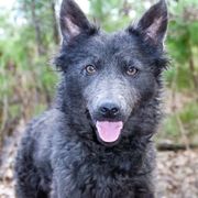Mudis from Ewenique Kennels