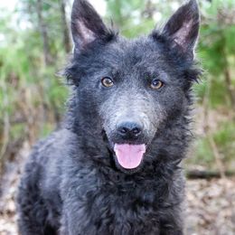 Mudis from Ewenique Kennels