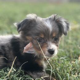 Toy Australian Shepherd Puppies from Carlsbad Toy Aussies