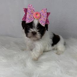Carmello - Tricolor female Shih Tzu puppy in Columbia, Kentucky from Lisa Bandy Luxe Shih Tzu