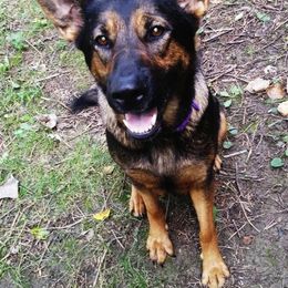 German Shepherds and Rhodesian Ridgebacks from Shiloh's Shepherds & Ridgebacks
